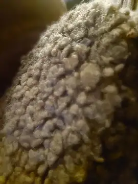 GoddessChantelle online show from April 21, 8:23 pm