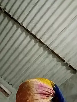 Payal950 online show from January 17, 1:32 am