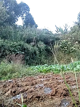 hera-00 online show from November 24, 8:58 am