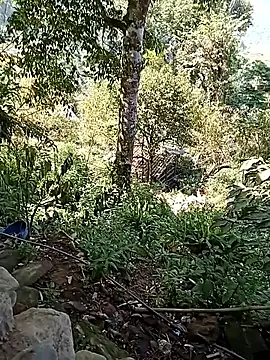 xinhxinhcute online show from September 17, 7:54 am