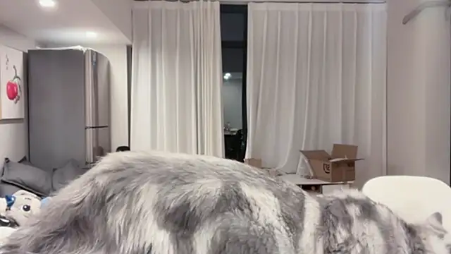 ZhaoZhao-ZM online show from October 11, 2:15 pm