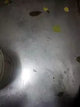 telugumodda4396 online show from November 13, 9:30 am