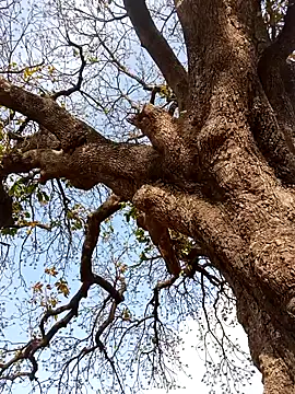 Rs sonam online show from April 4, 10:57 am