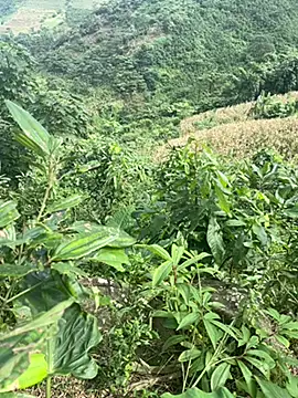 Snapshot of hi-hi-zz chatting on November 14, 5:50 am hi-hi-zz online show from November 14, 5:50 am