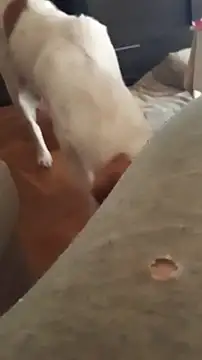 goloso80 online show from October 22, 1:11 pm