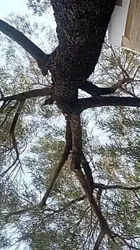 alphacloudGod online show from April 21, 1:42 am