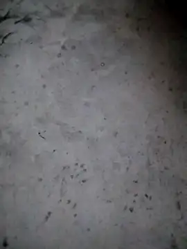 rickkis2k online show from January 15, 9:40 pm