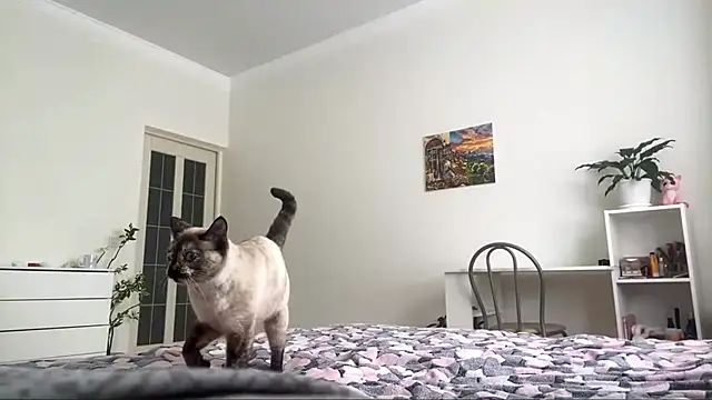 Snapshot of GingerMikos chatting on November 6, 8:04 am GingerMikos online show from November 6, 8:04 am