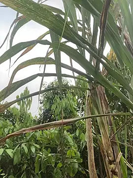 meganmeo online show from April 21, 12:34 am