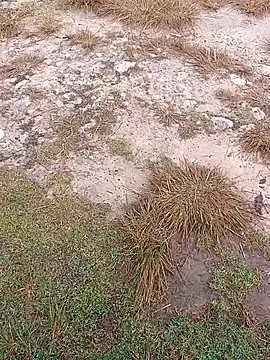 Snapshot of sexygosht chatting on December 1, 2:33 pm sexygosht online show from December 1, 2:33 pm