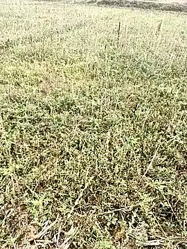 Sheela Sex90 online show from April 6, 3:59 am