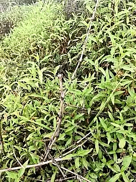 Sheela Sex90 online show from April 16, 4:02 am