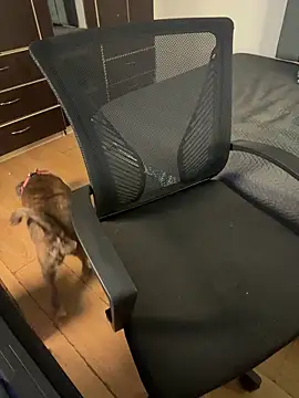 Sofii unicorn online show from April 21, 1:42 am