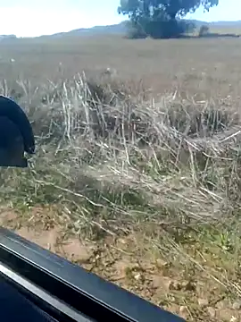 GanaderoMorboso online show from February 14, 12:02 pm