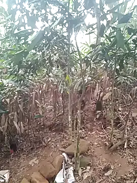 him220 online show from April 21, 11:07 pm