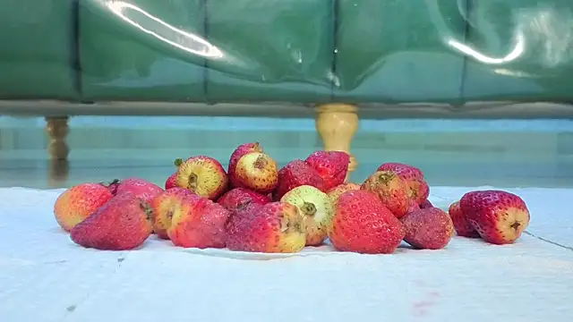 zarcasutra t online show from March 31, 12:49 pm