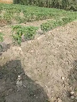 Shivanisingh4 online show from March 29, 3:17 am