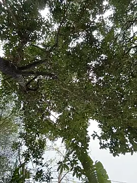 IceMur online show from February 23, 3:04 am