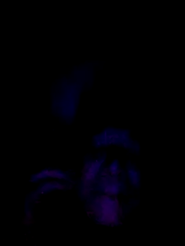 Snapshot of 061190 chatting on February 28, 3:46 pm 061190 online show from February 28, 3:46 pm