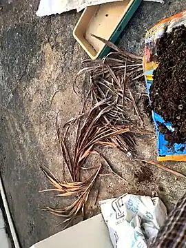 Castrol1289 online show from February 27, 3:06 am