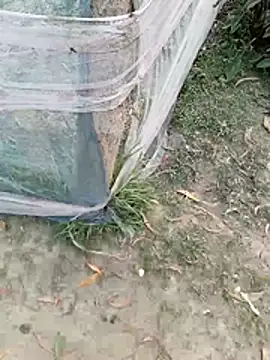 Tanla akter online show from March 4, 11:38 am