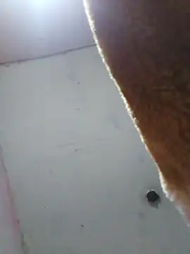 cobrosdepagos online show from April 16, 8:04 am