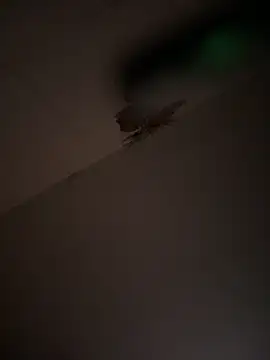 Snapshot of Valentinacouple chatting on March 7, 7:16 am Valentinacouple online show from March 7, 7:16 am