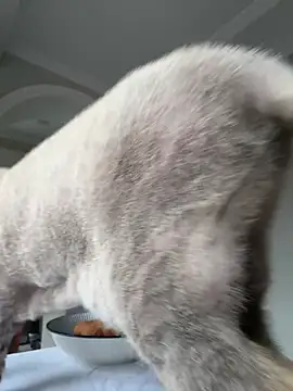 Tatar Vesna online show from March 7, 8:44 am