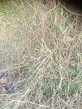 Ambala1 online show from April 12, 6:40 am