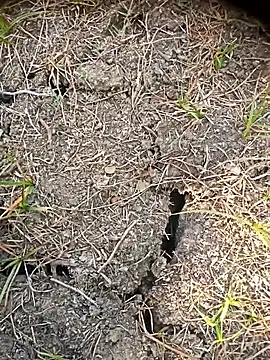 Ambala1 online show from April 23, 2:35 am