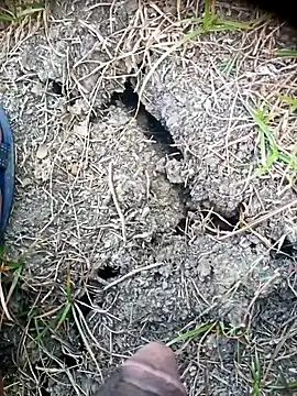 Ambala1 online show from April 24, 2:03 am