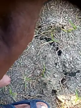 Ambala1 online show from April 26, 2:42 am