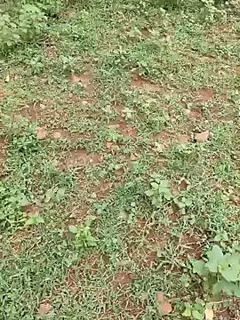 telugubidda333 online show from June 22, 7:05 am