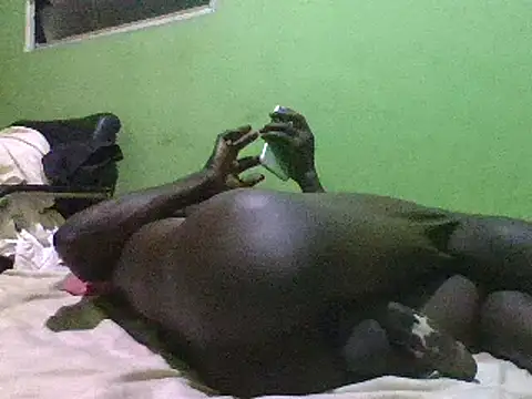 blakkvirus online show from December 15, 5:13 am