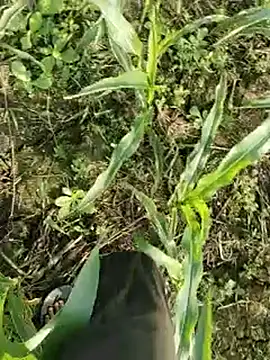 ThethunderPo online show from March 17, 2:27 am