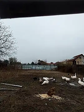 sarpe4 online show from November 8, 6:13 am