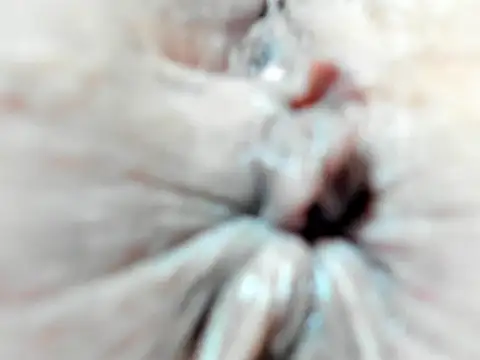 Snapshot of foxy-porn1 chatting on February 3, 9:07 pm foxy-porn1 online show from February 3, 9:07 pm