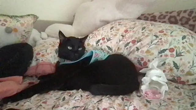 HYPHYtype online show from September 9, 10:31 pm