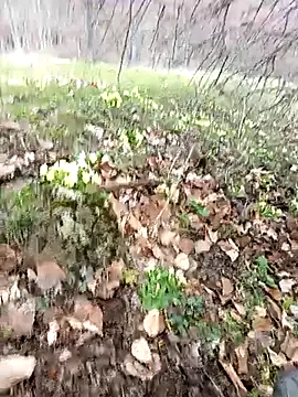 Snapshot of Yaramaz331 chatting on March 31, 11:32 am Yaramaz331 online show from March 31, 11:32 am