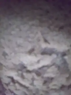 king-lobo-act online show from October 29, 2:19 pm