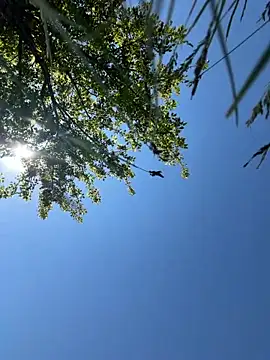 TigerOne19 online show from May 5, 9:39 am