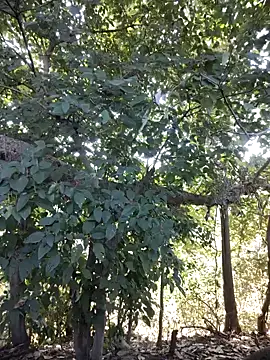 Snapshot of Rinku5553 chatting on January 27, 8:18 am Rinku5553 online show from January 27, 8:18 am