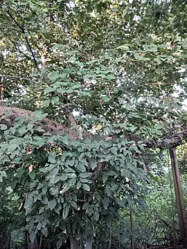 Snapshot of Rinku5553 chatting on September 28, 2:06 am Rinku5553 online show from September 28, 2:06 am