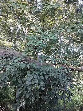 Snapshot of Rinku5553 chatting on October 12, 3:05 am Rinku5553 online show from October 12, 3:05 am