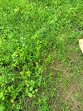 kummuduabbai online show from September 12, 8:25 am