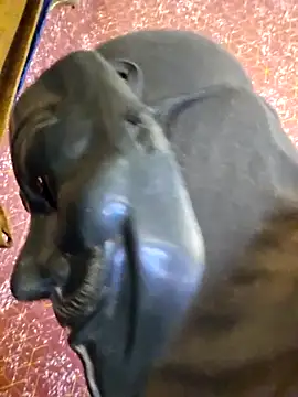 Snapshot of SugarNdBrownie chatting on February 8, 9:29 pm SugarNdBrownie online show from February 8, 9:29 pm