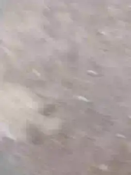 dheck2020 online show from January 7, 11:45 pm