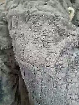 Snapshot of AmGuy23 chatting on January 30, 4:48 am AmGuy23 online show from January 30, 4:48 am