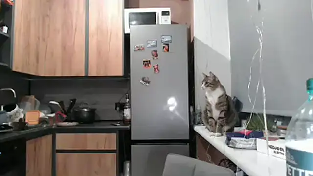 delightful sofi online show from March 21, 6:44 pm