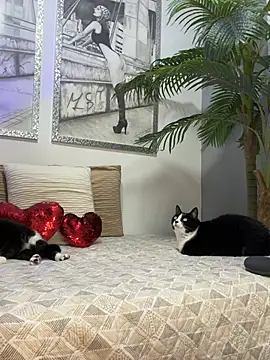 Mau White online show from February 15, 2:08 am